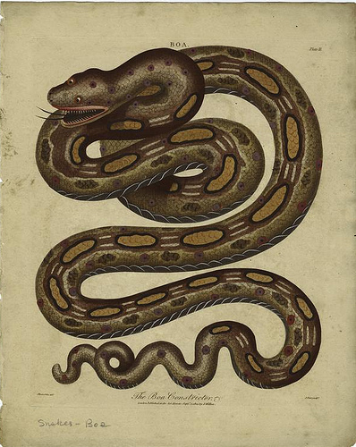 BoaConstrictor1800